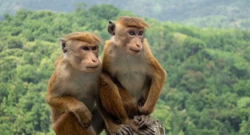 Sri Lanka's monkeys to be exported to China?